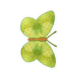 Ante Iridem Margo (Vinyl Decals)(Butterfly Glade Denizen) RJSTH@Fabric#2_6 of 16 RJSTHw2023 RJS