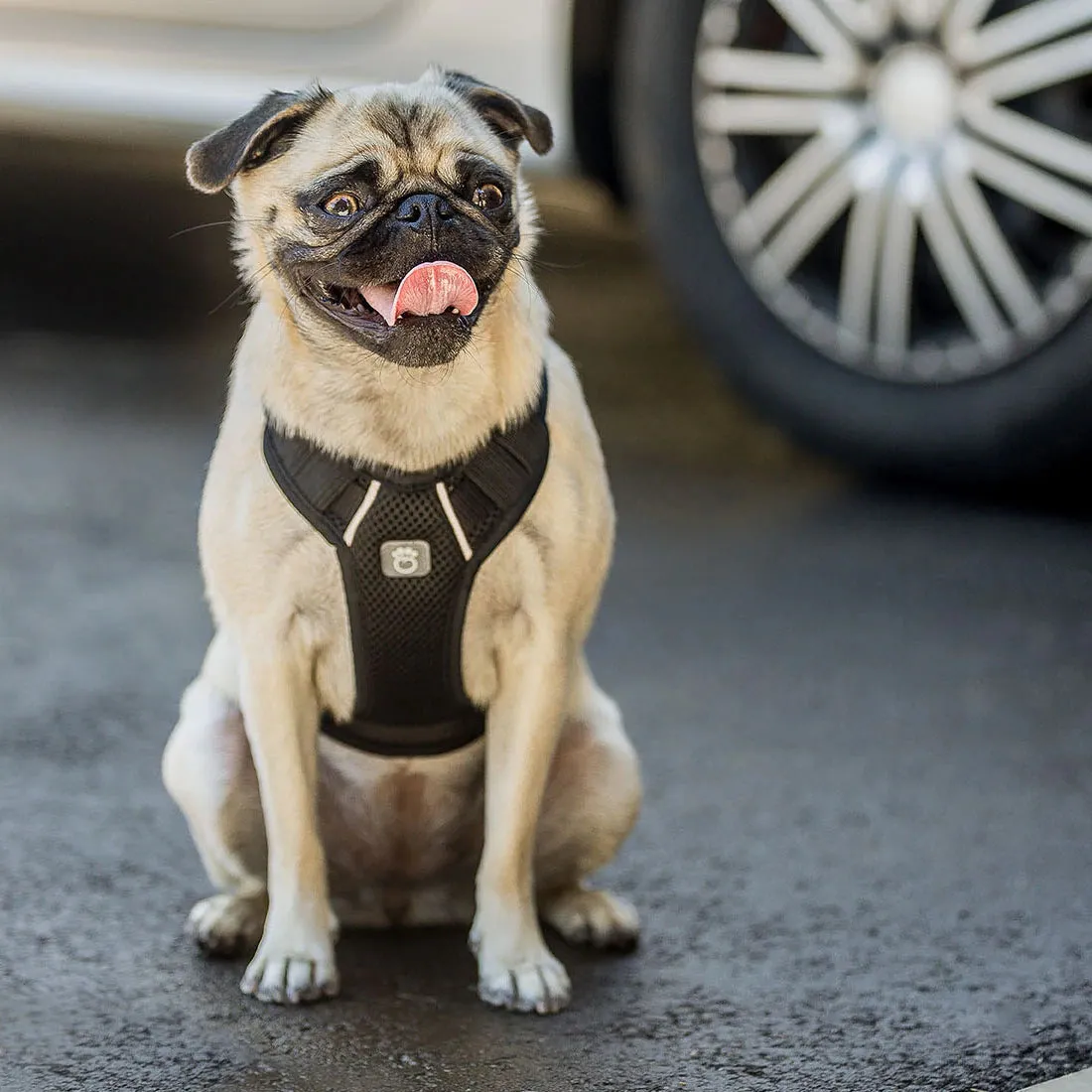 GF Pet Travel Harness - Black